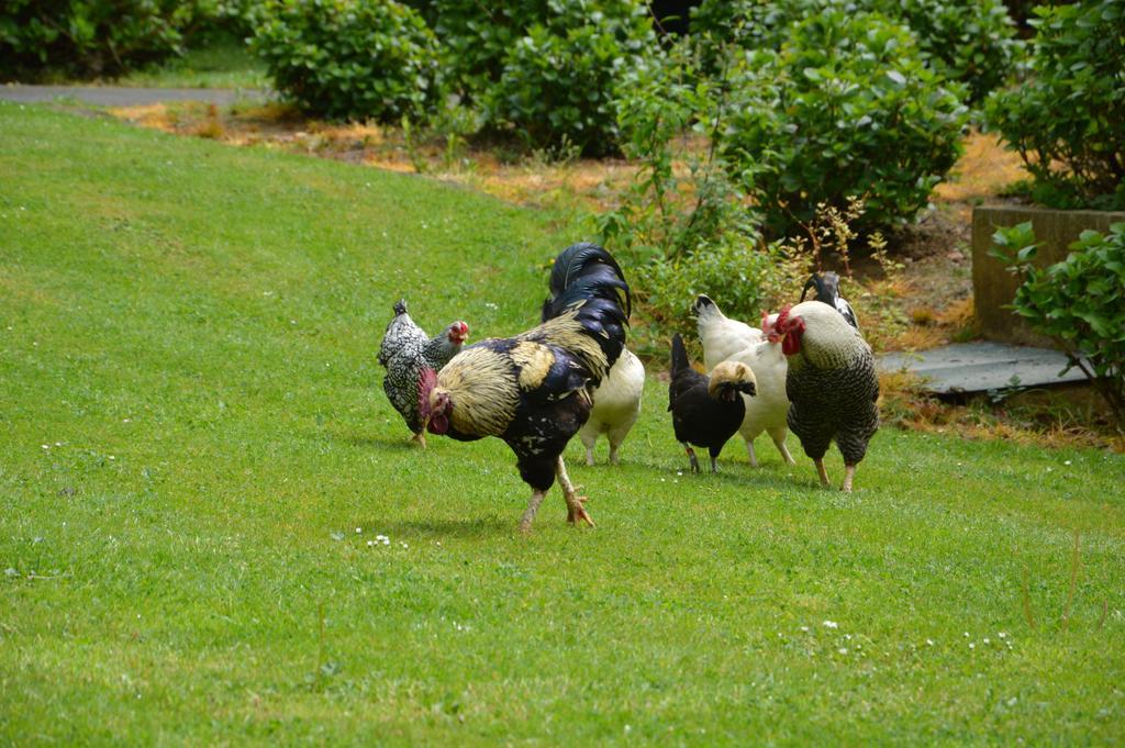 La Grange Des Marettes Bed & Breakfast Cléres Dış mekan fotoğraf